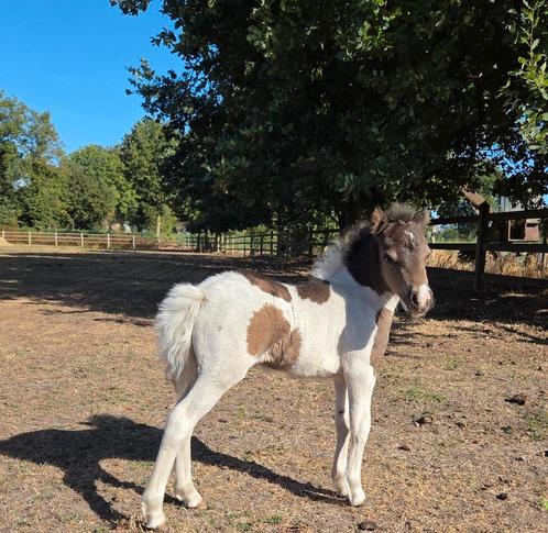 Prachtige mini merrie, Dieren en Toebehoren, Pony's, Merrie, Niet van toepassing, 0 tot 2 jaar, Met stamboom, Gechipt, Ontwormd