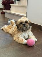 Lhasa apso pups, Dieren en Toebehoren, Honden | Chihuahua's en Gezelschapshonden, België, 15 weken tot 1 jaar, Overige rassen