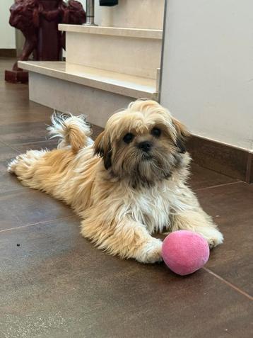 Lhasa apso pups beschikbaar voor biedingen