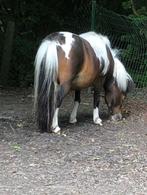 amha, nmprs merrie, Dieren en Toebehoren, Pony's, Merrie, Niet van toepassing, A pony (tot 1.17m), 11 jaar of ouder