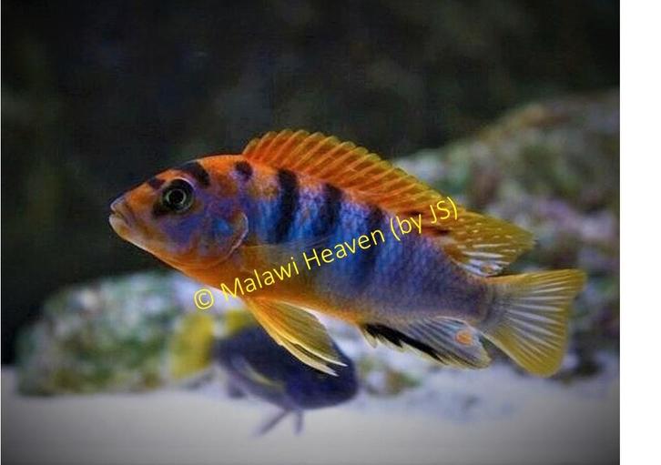 Pseudotropheus Hongi malawi cichliden, Dieren en Toebehoren, Vissen | Aquariumvissen, Zoetwatervis, Vis, Schoolvis