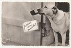 Chien à la pipe J'attends de vos nouvelles .Ed Rosy, Collections, Cartes postales | Animaux, Envoi, Non affranchie, Chien ou Chat
