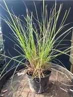Cortaderia / Pampasgras, Tuin en Terras, Ophalen of Verzenden, Siergrassen