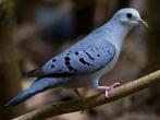 Doffer Blauwe Grondduif 2025, Dieren en Toebehoren
