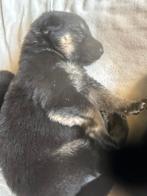 Duitse herder pups, Dieren en Toebehoren, België, CDV (hondenziekte), 8 tot 15 weken, Meerdere