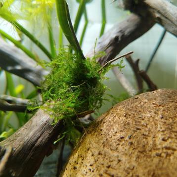 Aquariummos beschikbaar voor biedingen