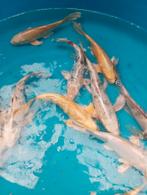 Koi s en vlinder kois 21/25 cm 5 voor 100€, Dieren en Toebehoren, Vissen | Vijvervissen