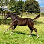 Prachtig hengstenveulen Demonic Z X Querlybet Hero, Dieren en Toebehoren, Paarden, Hengst, L