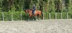 8 jarige Johnson Ruin, Cheval de dressage, Avec pedigree, Hongre, L