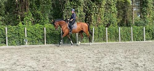 8 jarige Johnson Ruin, Animaux & Accessoires, Chevaux, Hongre, L, 170 à 175 cm, 7 à 10 ans, Cheval de dressage, Avec pedigree