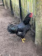 Barnevelder haan dubbelgezoomd, Dieren en Toebehoren, Pluimvee, Mannelijk, Kip