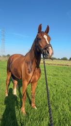 Vosse merrie, Dieren en Toebehoren, Merrie