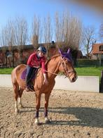 Wandel/weidelicht recreatiepaardj adoptie/bruikleen te koop, Dieren en Toebehoren, Paarden