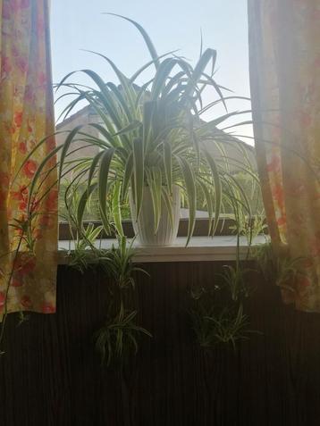 Chlorophytum met uitlopers  beschikbaar voor biedingen