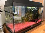 Complete Aquarium Juwel met garnalen, Plecco’s, planten …, Aquarium d'eau douce rempli, Enlèvement, Utilisé