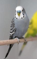 Gezocht  grijze grasparkiet pop, Dieren en Toebehoren