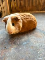 Cavia vrouwtje, Dieren en Toebehoren, November, Vrouwelijk, Cavia