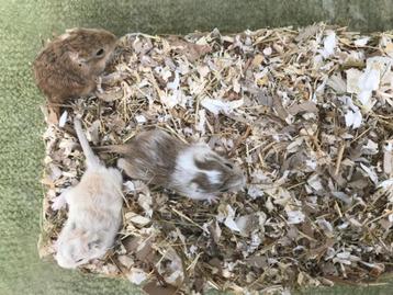 3 jonge gerbils pups