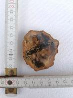 Pièce lourde de 44 grammes de bois fossile pétrifié, Arizona, Fossile, Enlèvement ou Envoi