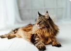 Gezocht maine coon m/v  max 2 jaar oud, Dieren en Toebehoren, Meerdere dieren, 0 tot 2 jaar