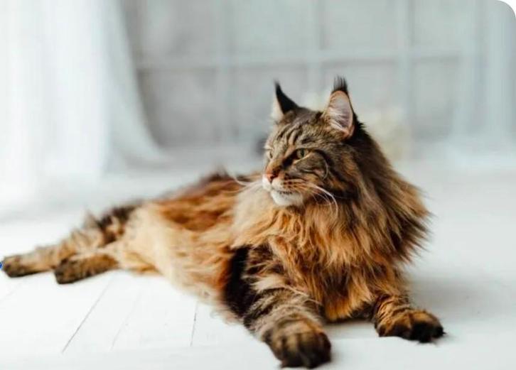Gezocht maine coon m/v  max 2 jaar oud, Dieren en Toebehoren, Katten en Kittens | Raskatten | Langhaar, Meerdere dieren, 0 tot 2 jaar