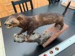 Taxidermie - Vintage oude marter opgezet op zijn stam, Verzamelen, Dierenverzamelingen, Ophalen of Verzenden, Gebruikt, Wild dier