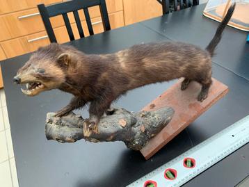 Taxidermie - Vintage oude marter opgezet op zijn stam beschikbaar voor biedingen