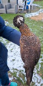 Broedeieren padua kriel, Dieren en Toebehoren