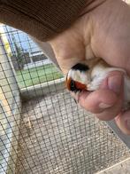 Overjaarse putters major mannen !, Mâle, Oiseau chanteur sauvage, Bagué