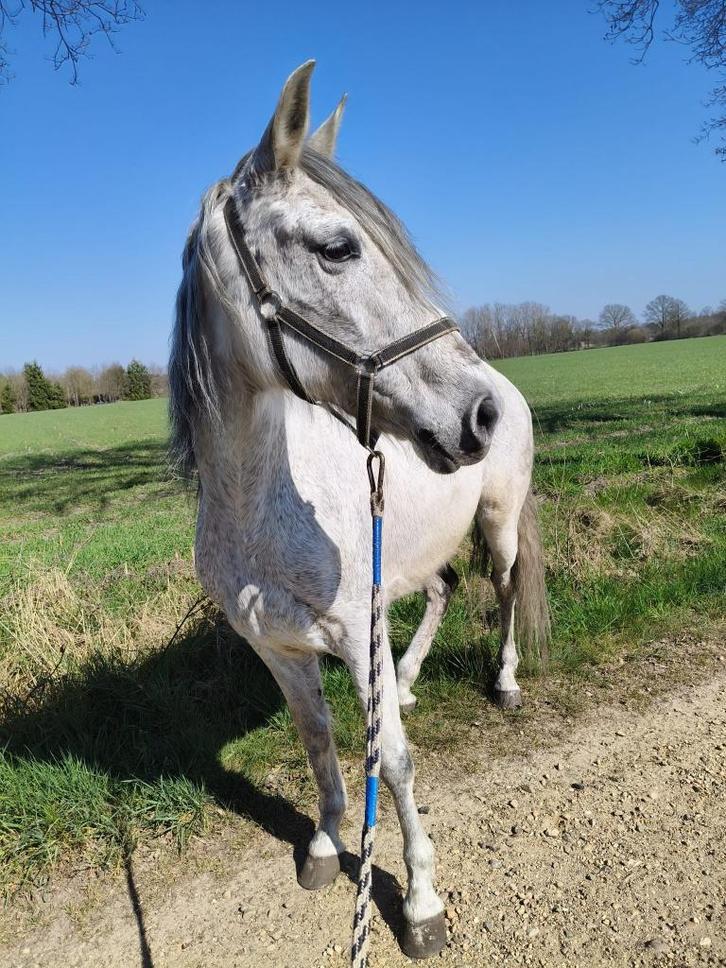 zeer lieve merrie, Dieren en Toebehoren, Paarden, Merrie, Zadelmak, Minder dan 160 cm, 11 jaar of ouder, Recreatiepaard, Gechipt