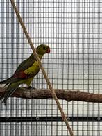 Peruche melanure mâle 2025 2x, Plusieurs animaux, Perruche, Bagué