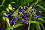 Gratis een mooie Hosta June bij aankoop van een plant, Tuin en Terras, Ophalen, Vaste plant, Overige soorten