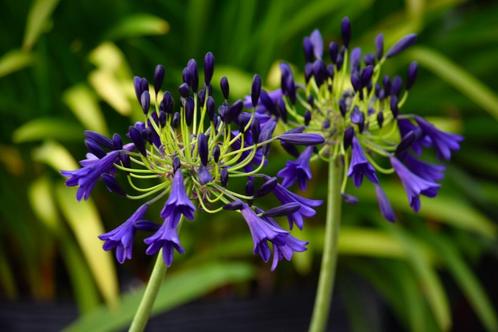 Gratis een mooie Hosta June bij aankoop van een plant, Tuin en Terras, Planten | Tuinplanten, Vaste plant, Overige soorten, Ophalen