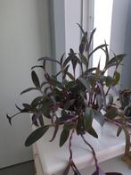 Kamerplant in Elho sierpot, Huis en Inrichting, Kamerplanten, Ophalen of Verzenden