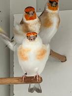 Grote distelvink 2025 bruinbont, Dieren en Toebehoren, Vogels | Overige Vogels