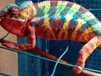 Kameleon, Dieren en Toebehoren