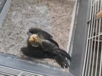 Bébé calopsitte 2025, Dieren en Toebehoren, Vogels | Toebehoren