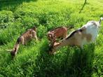 Melkgeit en 2 lammeren, Meerdere dieren, Geit, 0 tot 2 jaar