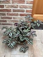 Tradescantia ( hangplant ), Ophalen, Overige soorten, Minder dan 100 cm