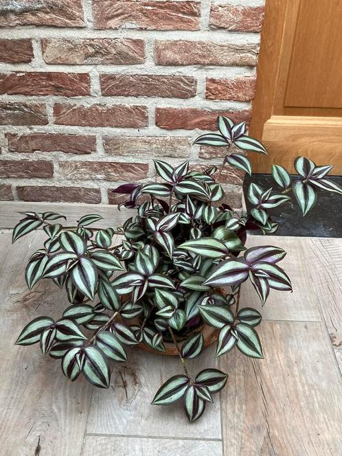 Tradescantia ( hangplant ), Huis en Inrichting, Kamerplanten, Overige soorten, Minder dan 100 cm, Ophalen