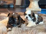 Shih Tzu pups, Dieren en Toebehoren, Honden | Chihuahua's en Gezelschapshonden, België, Overige rassen, CDV (hondenziekte), 8 tot 15 weken