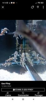 Synodontis petricola 6-7 cm 8.5€ pièces, Dieren en Toebehoren