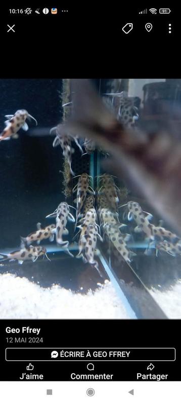 Synodontis petricola 6-7 cm 8.5€ pièces  beschikbaar voor biedingen