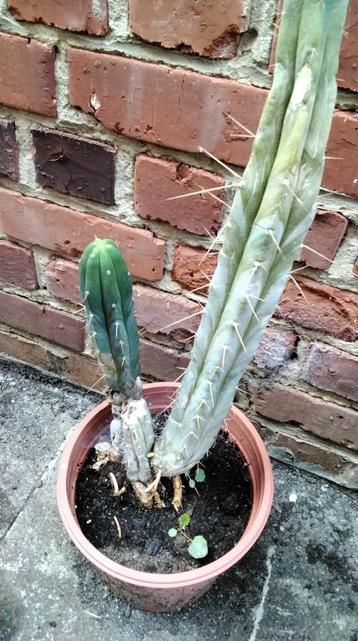 Zeer oude cactussen met een maximale hoogte van 80/85 cm met beschikbaar voor biedingen