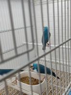 Blauwe Goulds, Meerdere dieren, Tropenvogel, Geringd
