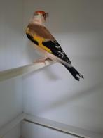 Putter, Dieren en Toebehoren, Vogels | Overige Vogels, Mannelijk, Geringd