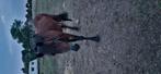 3paarden koopje, Dieren en Toebehoren, Merrie, Zadelmak, Recreatiepaard, Gechipt