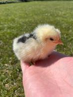 Kuikens bonte leghorn, Dieren en Toebehoren