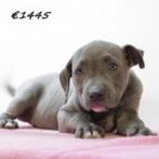American Staffordshire Terrier - Robuste pups te koop, Dieren en Toebehoren, Honden | Jack Russells en Terriërs, 15 weken tot 1 jaar