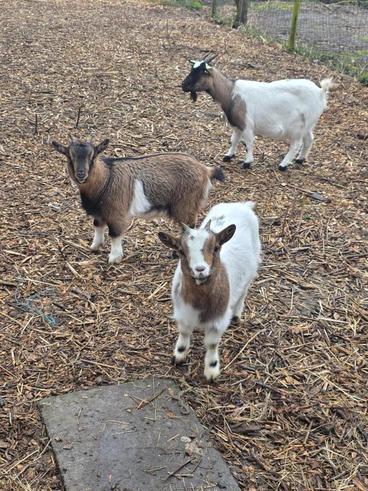 Chèvre, Animaux & Accessoires, Autres accessoires pour animaux, Enlèvement